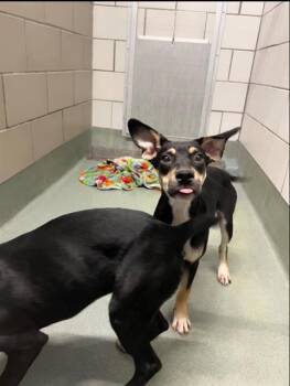 GREEN BEANS -  Labrador Retriever and Mixed Breed Dog for Adoption in Baytown, Texas - GREEN BEANS | PetCurious
