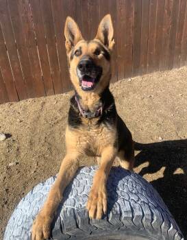 Rescue German Shepherd Dog Dogs for Adoption in Incline Village, Nevada - Declan | PetCurious