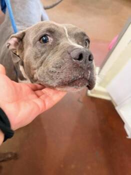 Roxie -  Pit Bull Terrier and Mixed Breed Dog for Adoption in New Orleans, Louisiana - Roxie | PetCurious