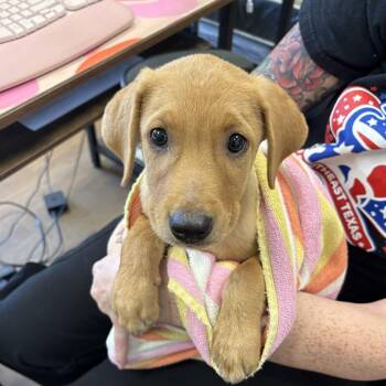 Irving -  Labrador Retriever and Hound Dog for Adoption in Beaumont, Texas - Irving | PetCurious