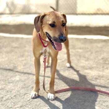 Silky -  Rhodesian Ridgeback Dog for Adoption in San Gabriel, California - Silky | PetCurious