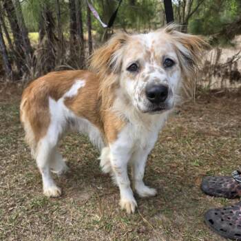 Brittany Spaniel and Australian Cattle Dog Blue Heeler Dogs Available for Adoption - Ozzy | PetCurious