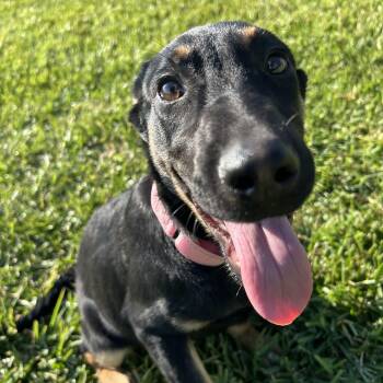 Rescue Rottweiler Dogs for Adoption in Pearland, Texas - Dixie | PetCurious