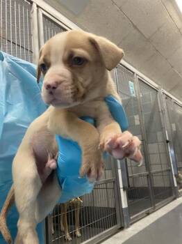 A804991 -  American Staffordshire Terrier Dog for Adoption in San Antonio, Texas - A804991 | PetCurious