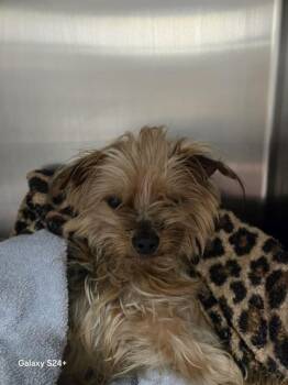 Mixed Breed Dogs Available for Adoption in Jacksonville, Florida - TRIPP | PetCurious