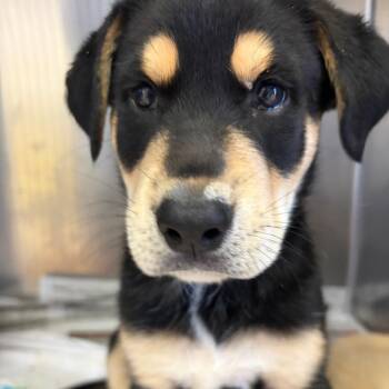 Mixed Breed Dogs Available for Adoption in Ardmore, Oklahoma - Ronan | PetCurious