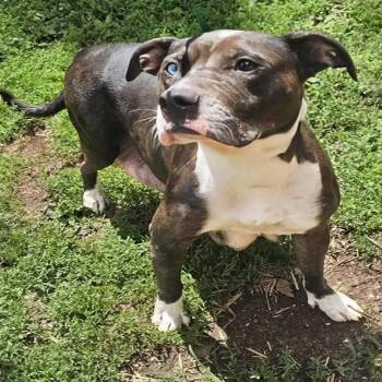 Sugar -  Boxer and Mixed Breed Dog for Adoption in Nashville, Tennessee - Sugar | PetCurious
