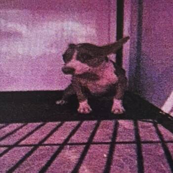 Gigi 6080 -  Pit Bull Terrier and Mixed Breed Dog for Adoption in Loxahatchee Groves, Florida - Gigi 6080 | PetCurious