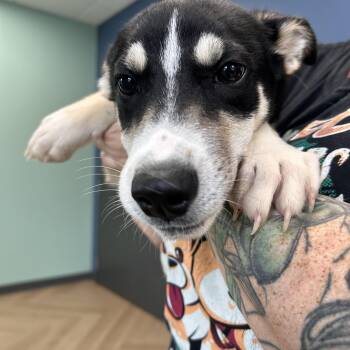 Juice -  Mixed Breed Dog for Adoption in Manchester, Tennessee - Juice | PetCurious