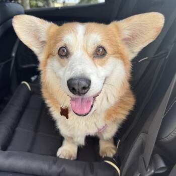 Corgi Dogs Available for Adoption in Normal, Illinois - Darby | PetCurious