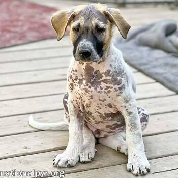 Great Pyrenees and Border Collie Dogs Available for Adoption in Beacon, New York - Orzo In OH - Affectionate & People-Focused! | PetCurious