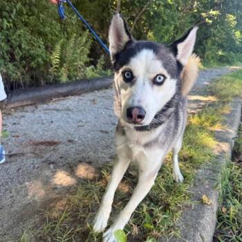 Fly By -  Husky Dog for Adoption in Jeffersonville, Indiana - Fly By | PetCurious