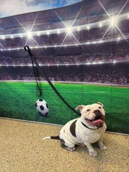 American Bulldog Dogs Available for Adoption in Doral, Florida - MAVIS | PetCurious