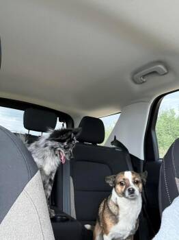 Shirley -  Pomeranian and Mixed Breed Dog for Adoption in Calgary, Alberta - Shirley | PetCurious