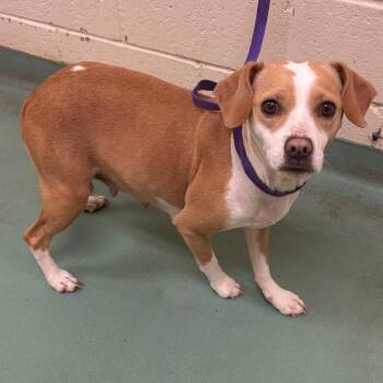 Mixed Breed Dogs Available for Adoption in Memphis, Tennessee - Cuppit | PetCurious