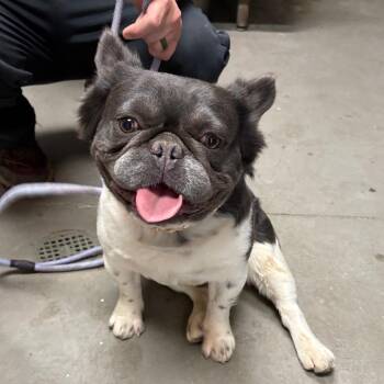 French Bulldog Dogs Available for Adoption in Yuma, Arizona - Chapo | PetCurious