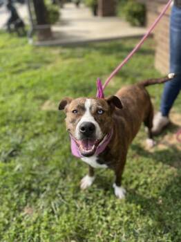 Rescue Mountain Cur and Pit Bull Terrier Dogs for Adoption in Dickson, Tennessee - Aura | PetCurious