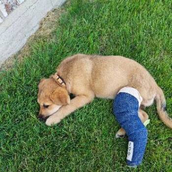 Popsicle -  Golden Retriever and Border Collie Dog for Adoption in Madison, Wisconsin - Popsicle | PetCurious