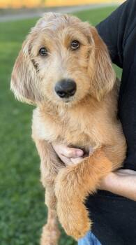 Brody -  Labradoodle and Labrador Retriever Dog for Adoption in Yuba City, California - Brody | PetCurious