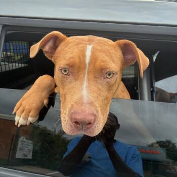 Wayd -  Mixed Breed Dog for Adoption in Philadelphia, Pennsylvania - Wayd | PetCurious