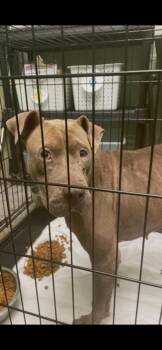 Marigold -  Pit Bull Terrier Dog for Adoption in Mobile, Alabama - Marigold | PetCurious