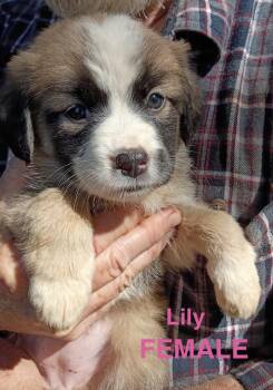 LILY -  Shepherd Dog for Adoption in Stuart, Virginia - LILY | PetCurious