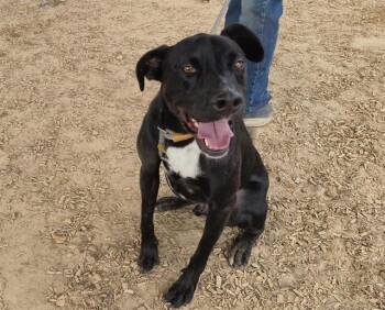 HAMMY -  Pit Bull Terrier Dog for Adoption in Albuquerque, New Mexico - HAMMY | PetCurious