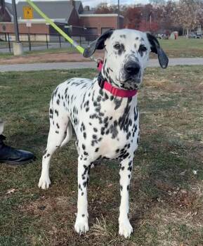 Rescue Dalmatian Dogs for Adoption in Bridgewater, New Jersey - Oreo | PetCurious