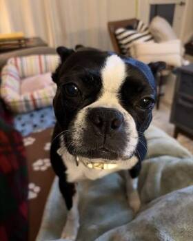 Lucy -  Boston Terrier Dog for Adoption in Waukesha, Wisconsin - Lucy | PetCurious