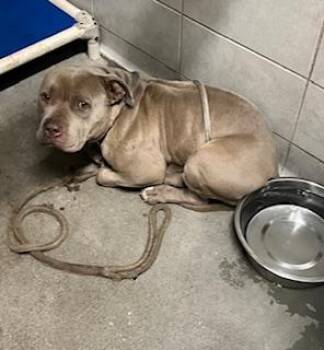 Pit Bull Terrier Dogs Available for Adoption - JETHRO | PetCurious