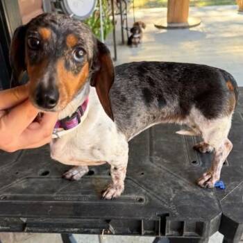 MJ -  Dachshund Dog for Adoption - MJ | PetCurious
