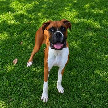 Elvis -  Boxer and None Dog for Adoption in Brownsboro, Alabama - Elvis | PetCurious