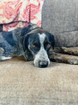June -  Pointer Dog for Adoption in Piedmont, Oklahoma - June | PetCurious