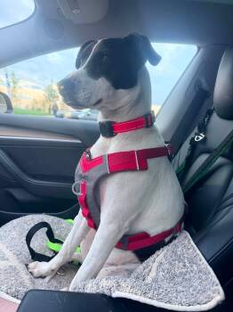 Pointer Dogs Available for Adoption in Westwood, New Jersey - Rubix (Foster Or Adopted Needed!) | PetCurious