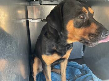 HANK -  Labrador Retriever and Rottweiler Dog for Adoption in Ontario, California - HANK | PetCurious