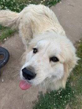Great Pyrenees Dogs Available for Adoption in Milton, Georgia - Willow Woofington | PetCurious