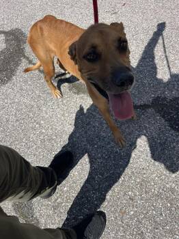 BRAD -  Hound and Mixed Breed Dog for Adoption in Palmetto, Florida - BRAD | PetCurious