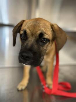 A274273 -  Boxer and Mixed Breed Dog for Adoption in Chula Vista, California - A274273 | PetCurious