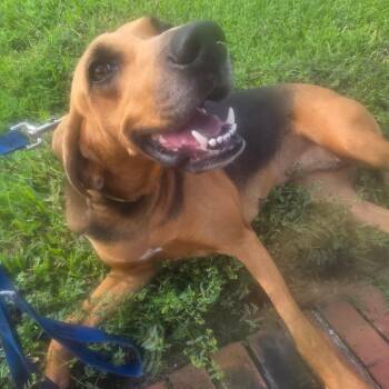 Daisy Dew 3767 -  Hound Dog for Adoption in Loxahatchee Groves, Florida - Daisy Dew 3767 | PetCurious