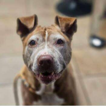 Samantha -  Pit Bull Terrier Dog for Adoption in Providence, Rhode Island - Samantha | PetCurious