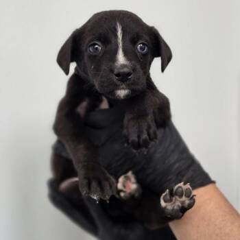 Allen -  Mixed Breed Dog Available for Adoption in Abilene, Texas - Allen | PetCurious