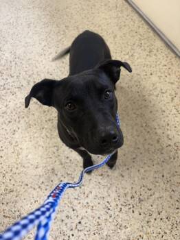 Rescue Black Labrador Retriever Dogs for Adoption in Rocky Mount, North Carolina - Hayes 105348 | PetCurious