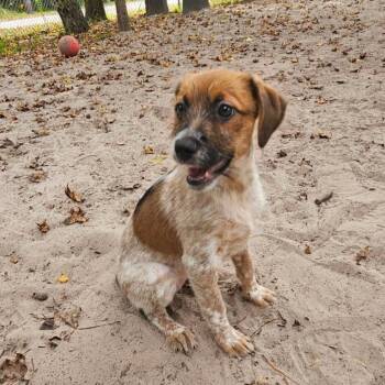 Camella (Purple collar) 29794 -  Mixed Breed Dog for Adoption in Middleburg, Florida - Camella (Purple Collar) 29794 | PetCurious