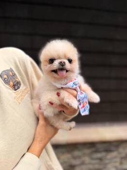 Mr. Pip -  Pomeranian Dog for Adoption in Thornwood, New York - Mr. Pip | PetCurious