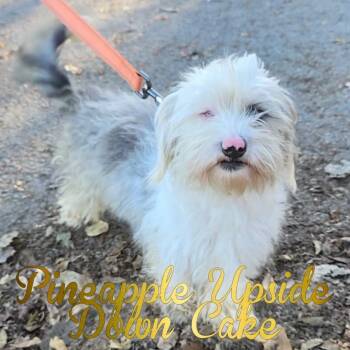 Rescue Havanese and Mixed Breed Dogs for Adoption in Hillsboro, Ohio - Pineapple Upside Down Cake | PetCurious