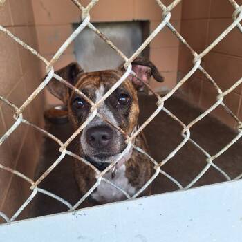 Rescue Hound Dogs for Adoption in Gautier, Mississippi - Beauty | PetCurious