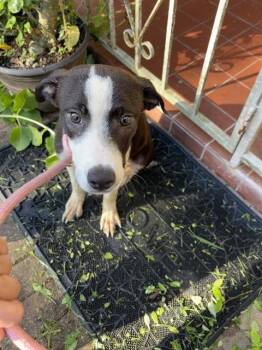 POPEYE -  Labrador Retriever and Mixed Breed Dog for Adoption in Doral, Florida - POPEYE | PetCurious