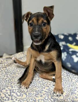 Rescue Mixed Breed Dogs for Adoption in Lindenhurst, New York - Nutmeg | PetCurious