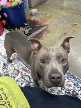 PRIYA -  Pit Bull Terrier Dog for Adoption in Dayton, Ohio - PRIYA | PetCurious