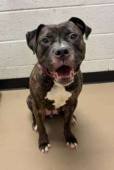Tootsie -  Mixed Breed Dog for Adoption in Nashville, Tennessee - Tootsie | PetCurious